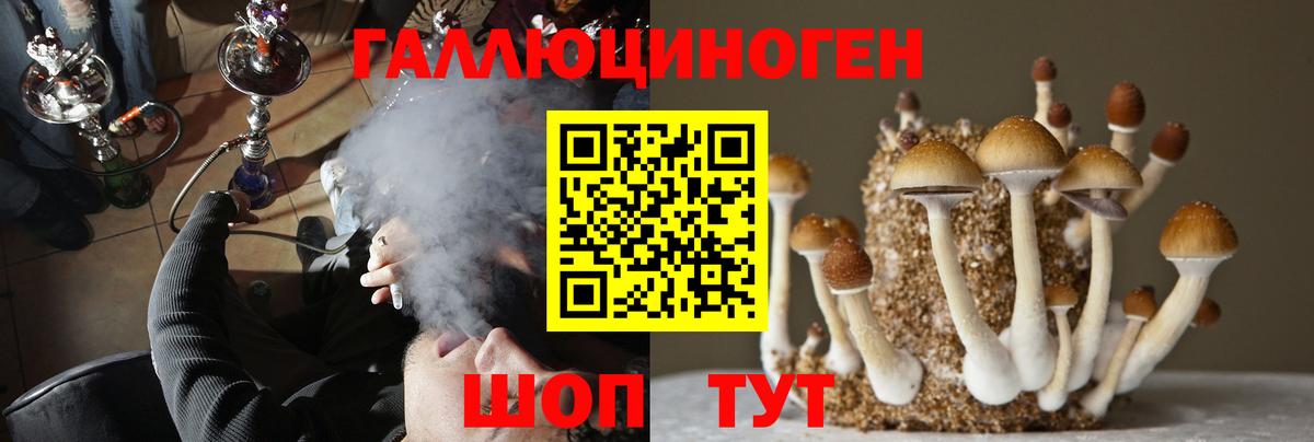 Псилоцибиновые грибы GOLDEN TEACHER Курчалой
